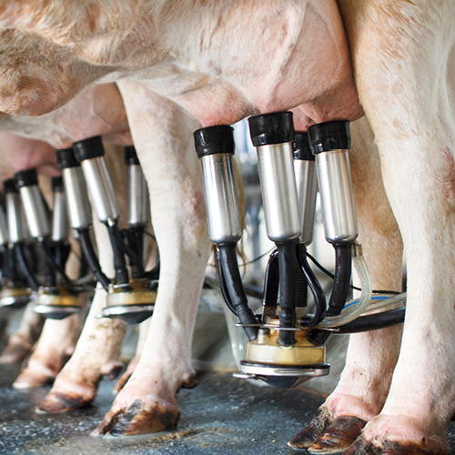 Contract milking 500x500